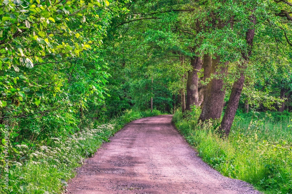 Spring forest landscape. Gravel road in the woods among the green trees. Spring forest landscape. Gravel road in the woods among the green trees.
