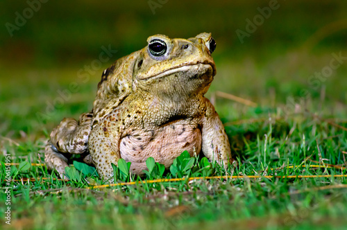 Cane toad sitting on the grass at night