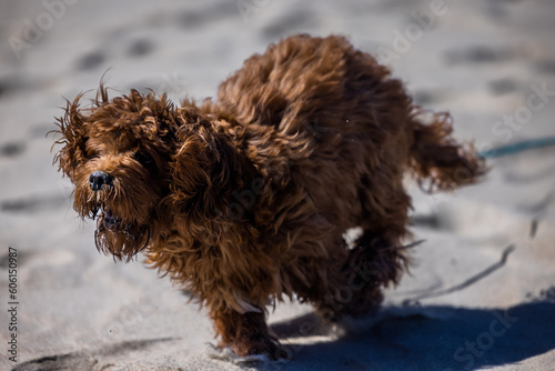 Cavapoo