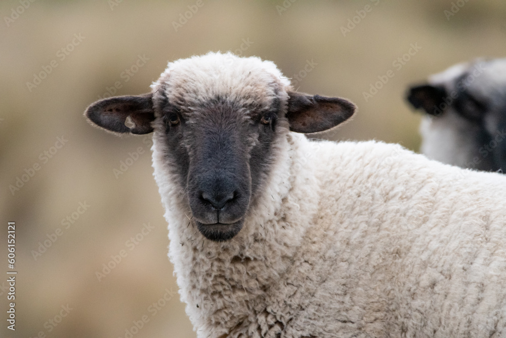Sheep, half body, looking at camera. Diurnal, horizontal