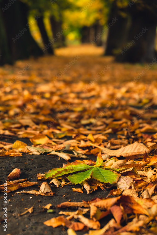 Colorful falling autumn leaves. View through the autumn foliage in park forest. Golden tree leaves. Beautiful tree with yellow leaves in autumn forest. Path littered with autumn leaves. Nature fall Colorful falling autumn leaves. View through the autumn foliage in park forest. Golden tree leaves. Beautiful tree with yellow leaves in autumn forest. Path littered with autumn leaves. Nature fall