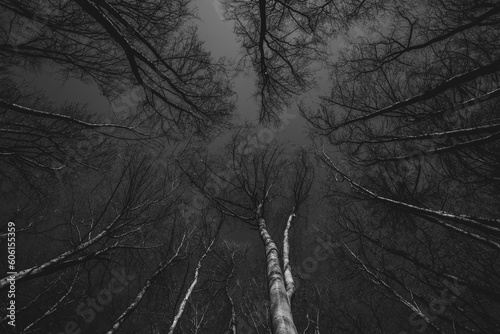 black and white treetops