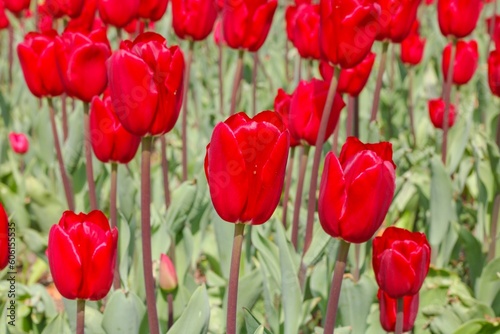 Red tulips close up