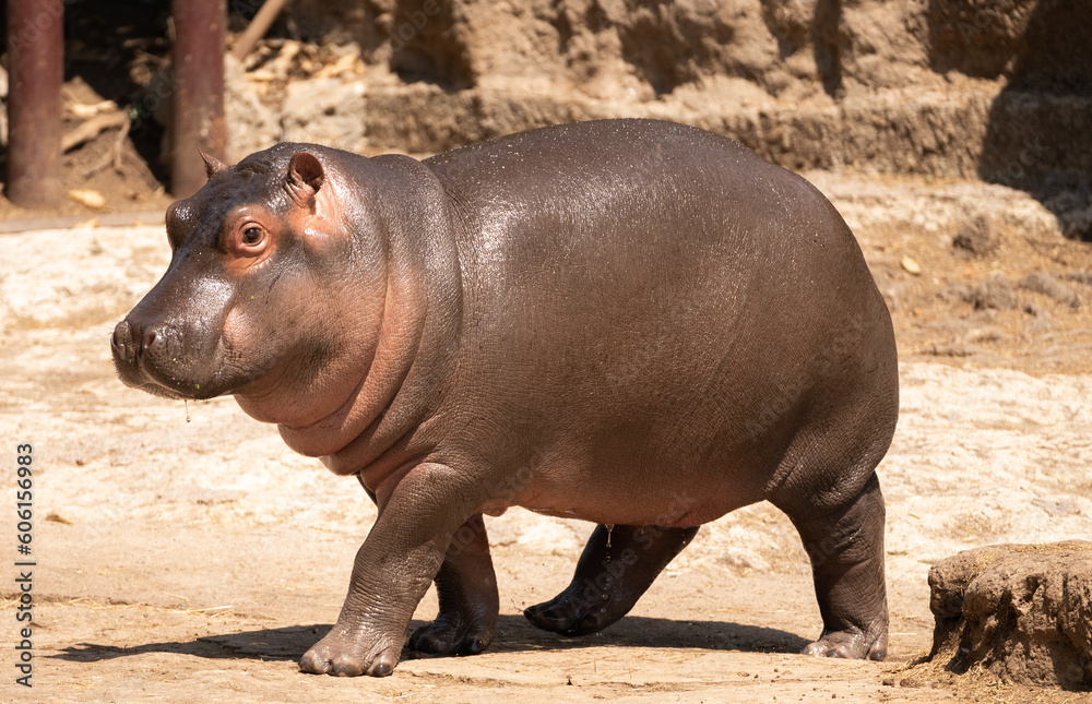 Cria de Hipopótamo sola