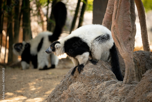 Lemur en un tronco a punto de saltar
