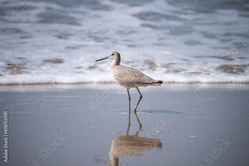 Ave de pico largo caminando en la playa con el mar de fondo © Desma