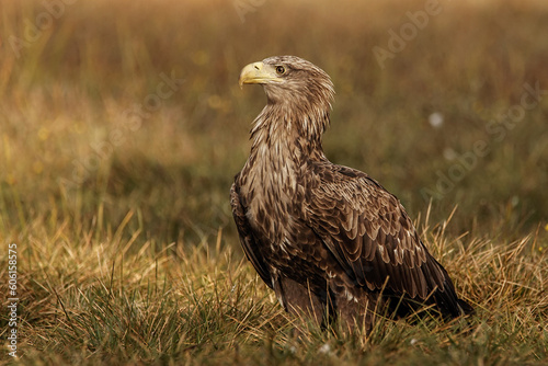 White-tailed eagles in polish national park