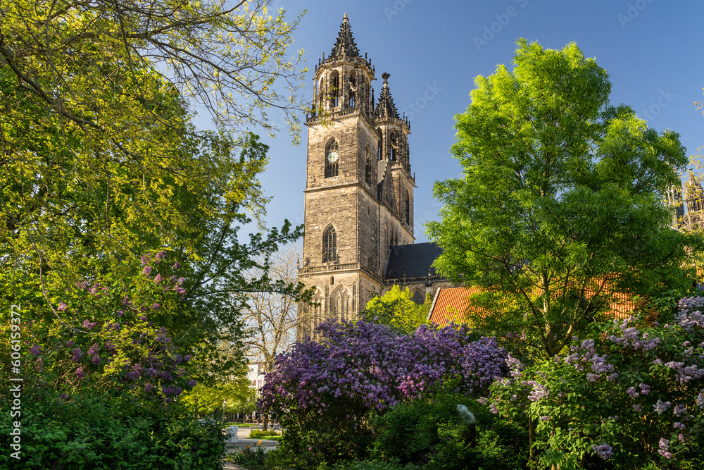 Magdeburger Dom im Frühling mit Flieder