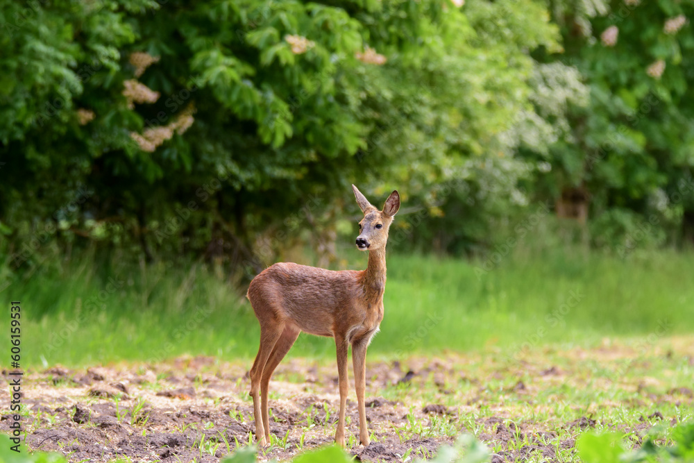 The roe deer (Capreolus capreolus) on a meadow The roe deer (Capreolus capreolus) on a meadow