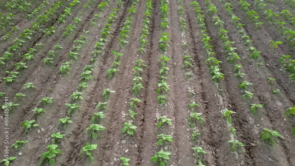 New sunflower seedlings in lines in the field. Aerial video footage of modern farmland. Sunflower plants swaying in the wind New sunflower seedlings in lines in the field. Aerial video footage of modern farmland. Sunflower plants swaying in the wind