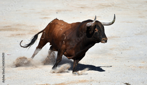 un toro español con grandes cuernos en un espectaculo taurino