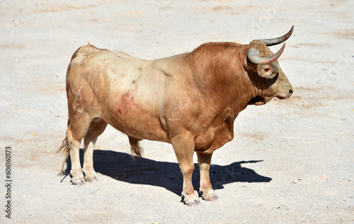 spanish bull with horns in spain