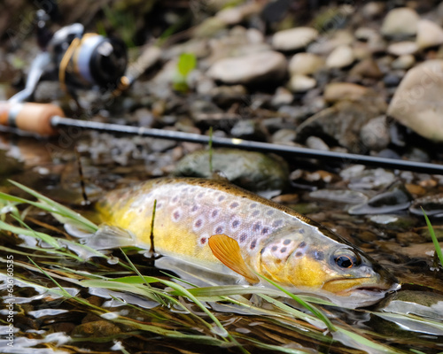 Tableau sur toile Hooked trout fish with fishing tackle on the background