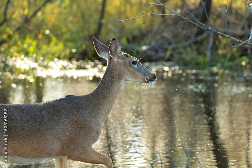 Key Deer in natural habitat in Florida state park Key Deer in natural habitat in Florida state park