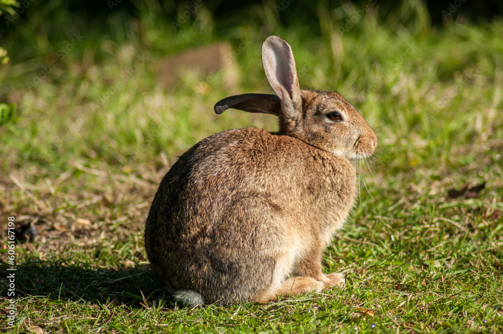 Fototapeta premium A wild rabbit in the morning in a meadow near a forest in Southern England.