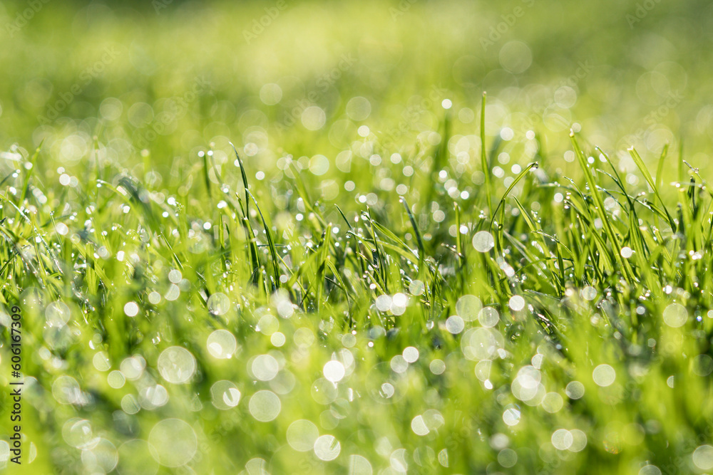 full frame of a grass covered in morning dew