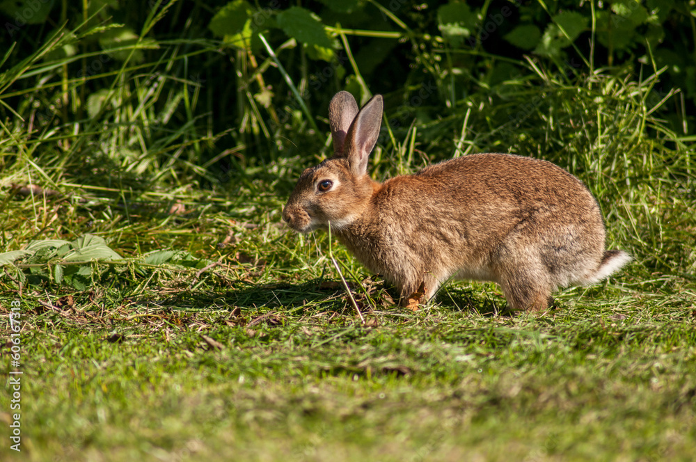 A wild rabbit in the morning in a meadow near a forest in Southern England. A wild rabbit in the morning in a meadow near a forest in Southern England.