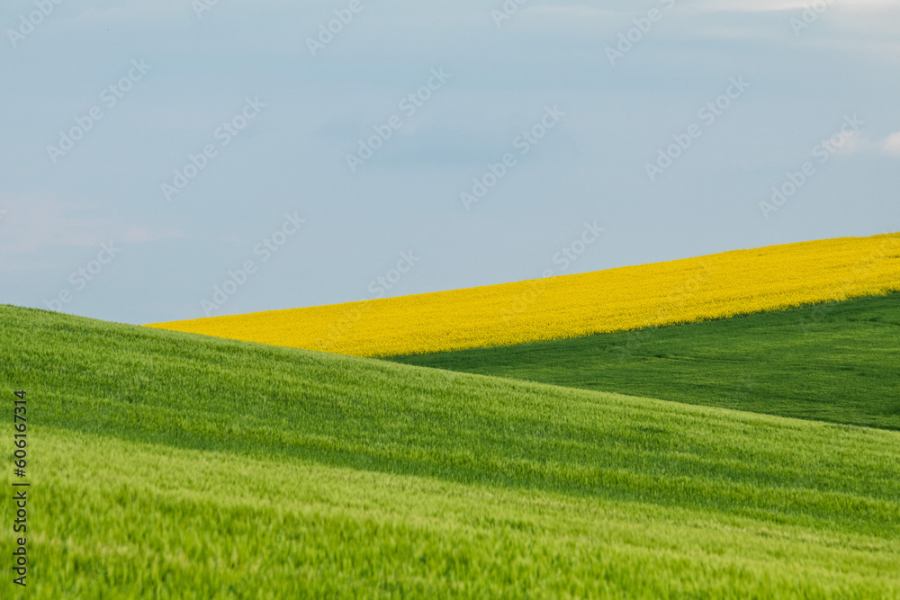 Yellow rapeseed field against blue sky background. Blooming canola flowers.