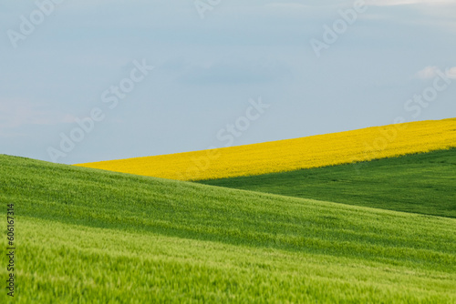 Obraz na płótnie Yellow rapeseed field against blue sky background. Blooming canola flowers. w salonie