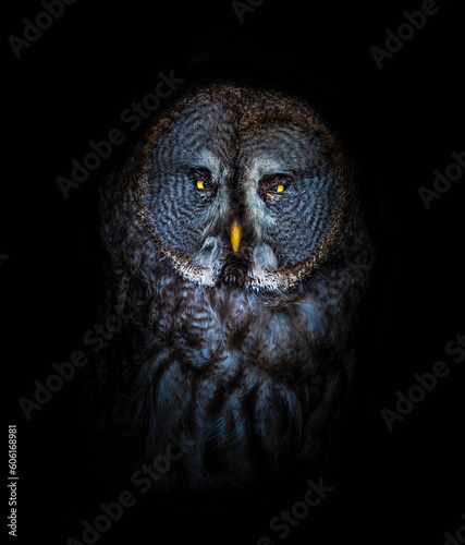 A beautiful European owl closeup special edit