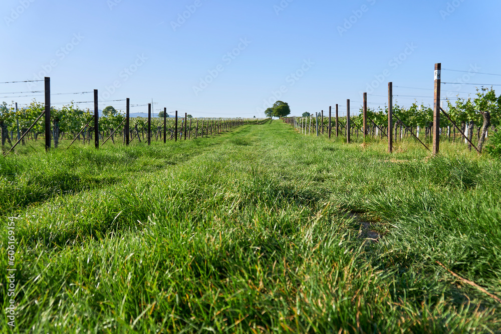 Way in the field Way in the field
