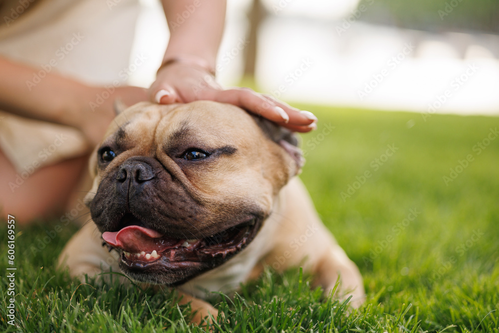 Portrait of adorable, happy dog of the French Bulldog breed in the park on the green grass at sunset. The girl hugs and strokes her beloved pet. Portrait of adorable, happy dog of the French Bulldog breed in the park on the green grass at sunset. The girl hugs and strokes her beloved pet.