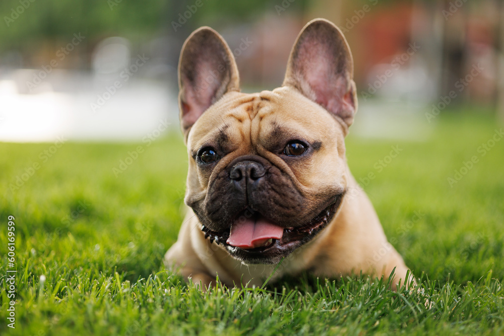 Portrait of adorable, happy dog of the French Bulldog breed in the park on the green grass at sunset.