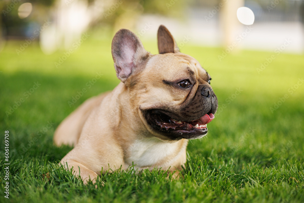 Portrait of adorable, happy dog of the French Bulldog breed in the park on the green grass at sunset.