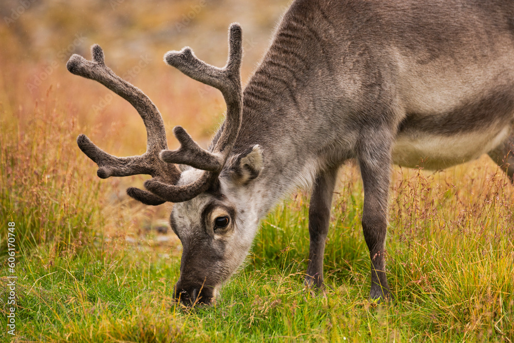 Svalbard reindeer Svalbard reindeer