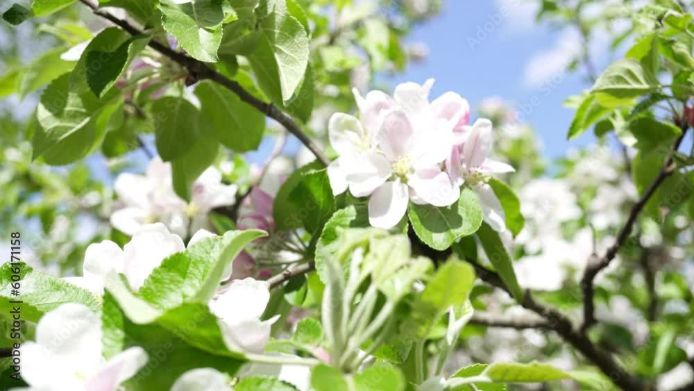 Branches of a Blossoming Apple Tree Swing Against the Background of the Blue Sky. Branches of a Blossoming Apple Tree Swing Against the Background of the Blue Sky.