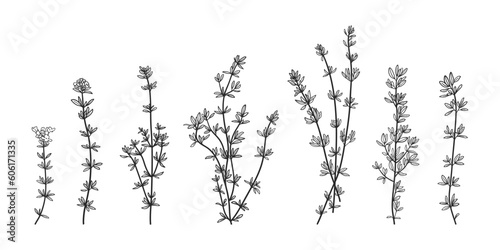 Hand drawn thyme plant set © chekiwart