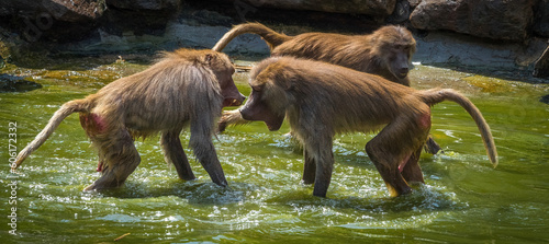 Canvas Print A macaque monkey group in a zoo in neunkirchen