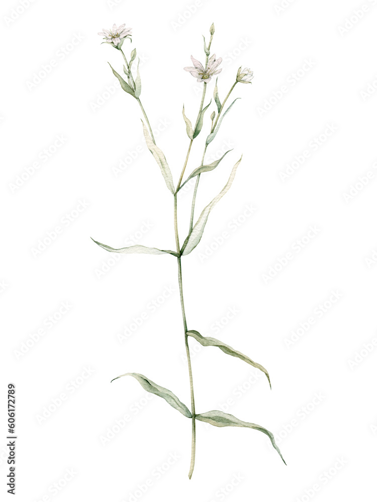 Obraz premium Flowering Greater stitchwort plants in wild nature. Rabelera holostea, syn. Stellaria holostea. Watercolor hand painting illustration on isolate white background. White flowers