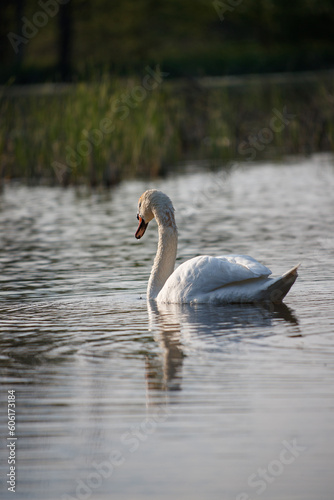 Swan in spring  beautiful water birds Swan on the lake in spring  in the rays of the setting sun