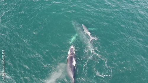ballenas nadando y jugando en el mar azul turquesa photo