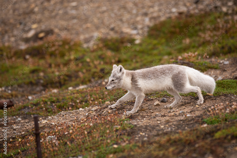 arctic fox arctic fox