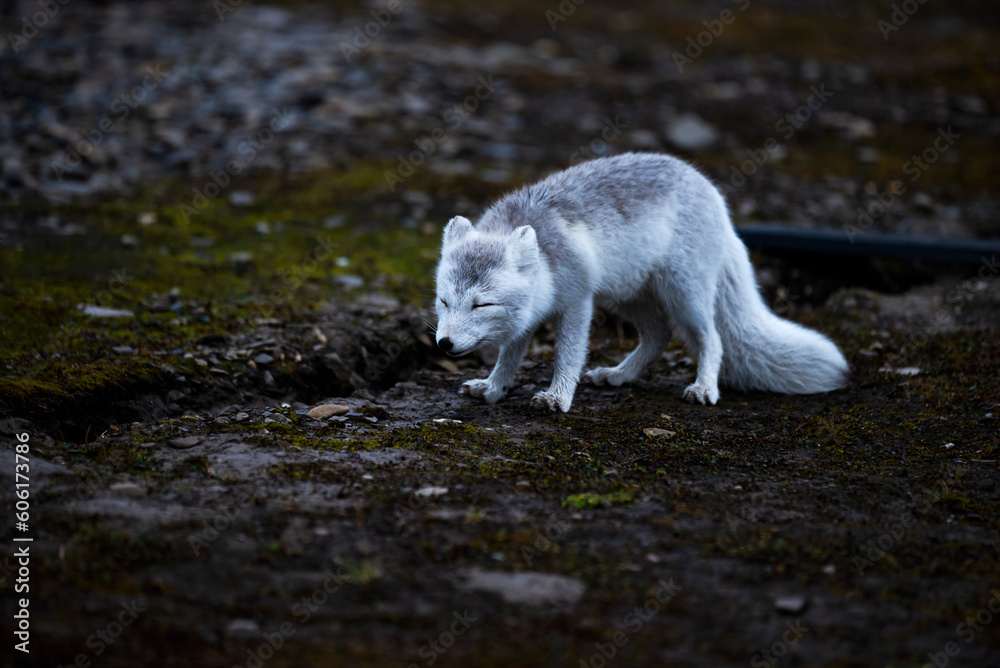 arctic fox arctic fox