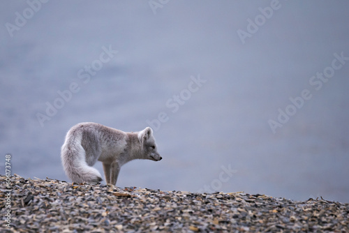 arctic fox