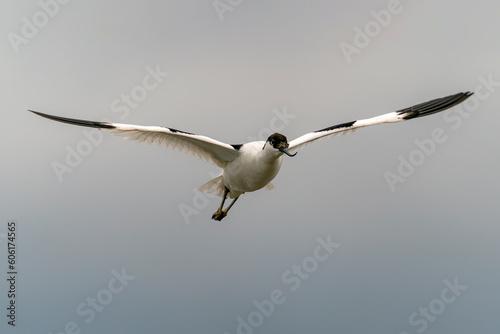 Beautiful Pied avocet   (Recurvirostra avosetta) in flight. Gelderland in the Netherlands.                                                                   photo