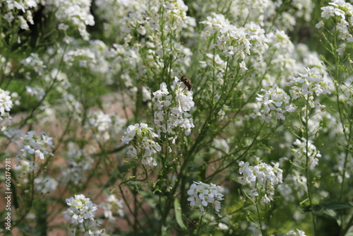 Armoracia rusticana. White horseradish fowers in organic garden.