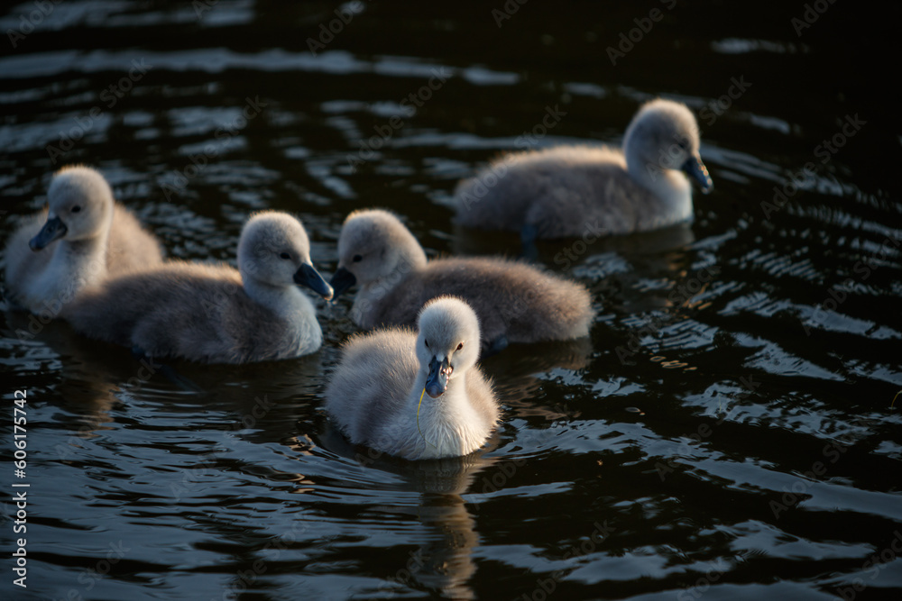 Swan in spring, beautiful water birds Swan on the lake in spring, in the rays of the setting sun Swan in spring, beautiful water birds Swan on the lake in spring, in the rays of the setting sun