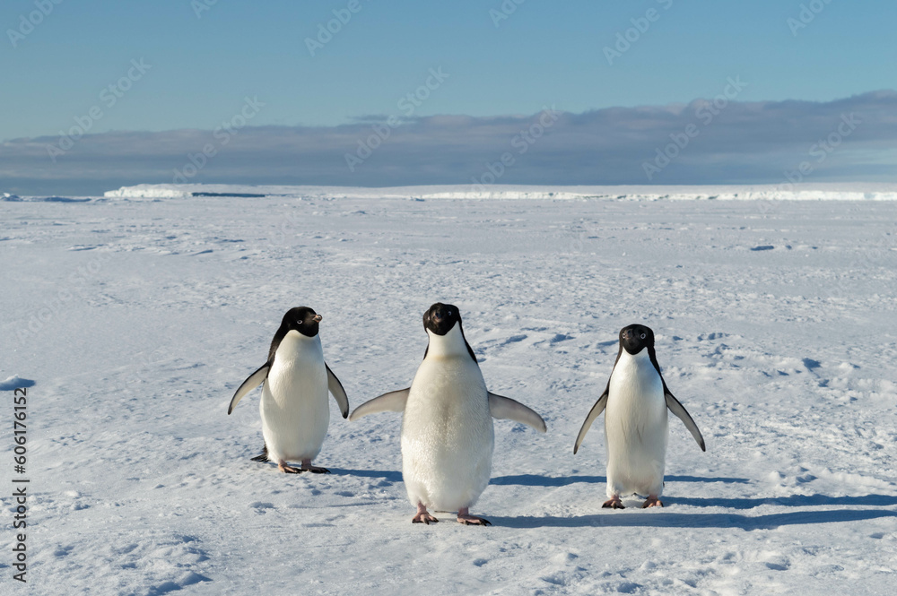 Three cute penguins posing for the camera at the antarctica, family, friends