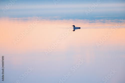 A loon swimming at sunrise