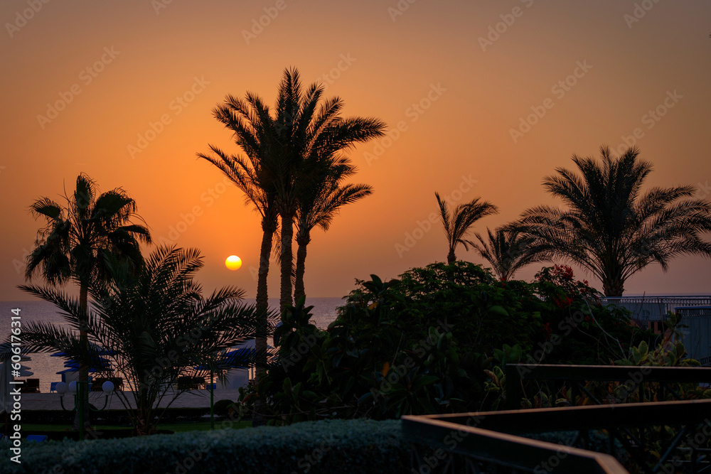 Palm trees by the Red Sea at sunrise, Egypt