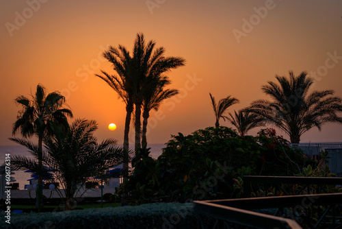 Palm trees by the Red Sea at sunrise  Egypt