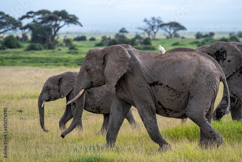 Serengeti  Tanzania