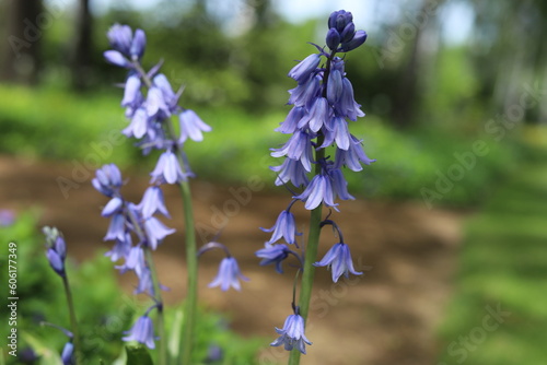 Hyacinthoides hispanica. Spanish bluebell or Scilla hispanica, spring flowering flowers photo