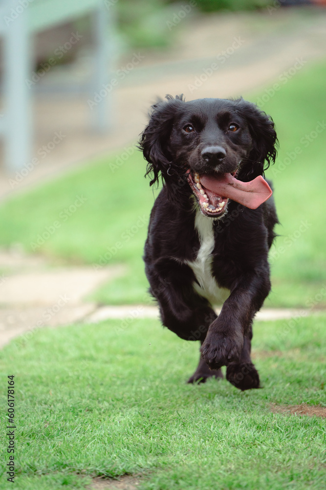A family of Sprocker Spaniels having a family get together and enjoying their playtime. A family of Sprocker Spaniels having a family get together and enjoying their playtime.