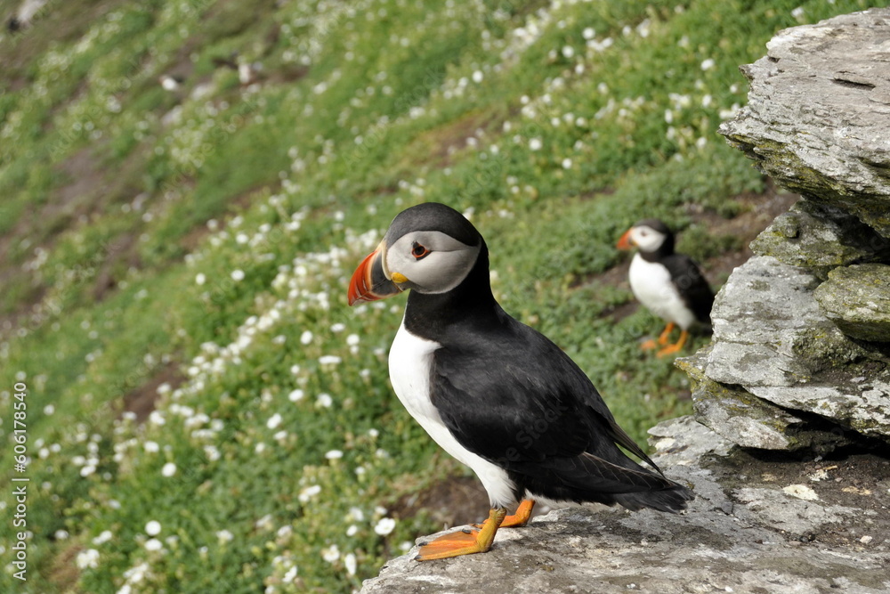 Naklejka premium Puffins on Skellig Michael Island