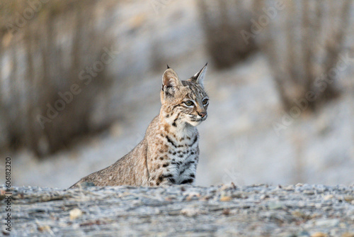 Young bobcat profile